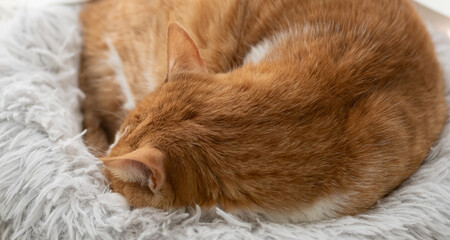 お気に入りの場所で眠る猫　茶トラ白