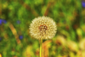 Ripe dandelion seeds on a stem, ready to fly and reproduce. Close-up photo.