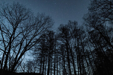 森から見る美しい星空