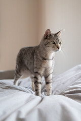 ベッドの上の猫　サバトラ猫