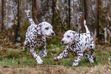 Two cute young dalmatian dogs running and playing, AI generated