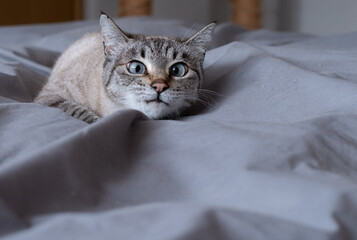 低い姿勢で見つめる可愛い猫　シャムトラ猫