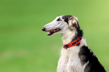 A dog of the Russian Greyhound breed, sitting, posing in profile, on a green blurry background of grass, wearing a red collar. The graceful long muzzle fascinates with its beauty.