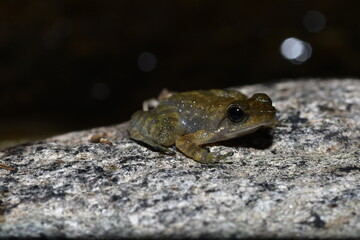 frog on the stone