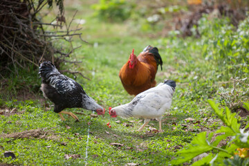Three cocks in the garden