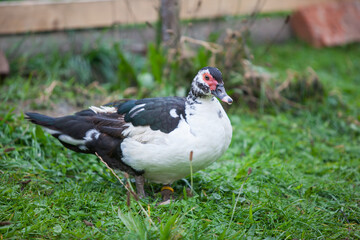  Muscovy duck at cloudy day in autumn