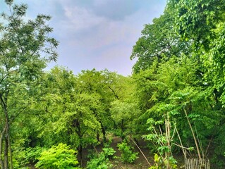 trees in the forest