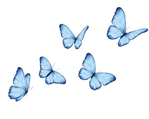 watercolor blue butterfly set illustration design for fashion, t shirt, print, graphic all type decorative	