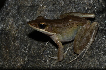 frog sitting on a stone
