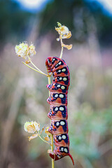 Sphingidae Hyles euphorbiae big red caterpillar on blade of grass