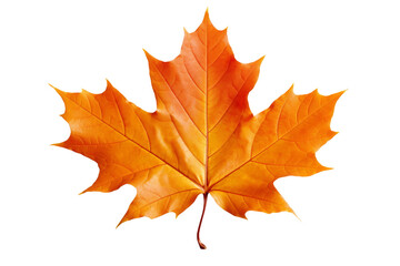 Fototapeta premium Illuminated Autumn: An Orange Maple Leaf Dancing on a Blank Canvas on a White or Clear Surface PNG Transparent Background.