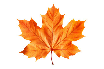 Fototapeta premium The Dance of Autumn: An Orange Maple Leaf on a White Canvas on a White or Clear Surface PNG Transparent Background.