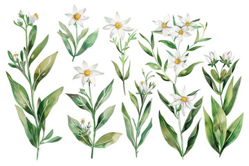Watercolor edelweiss clipart with small white flowers and green leaves 