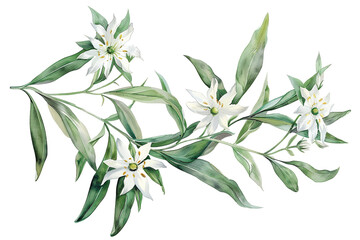 Watercolor edelweiss clipart with small white flowers and green leaves 