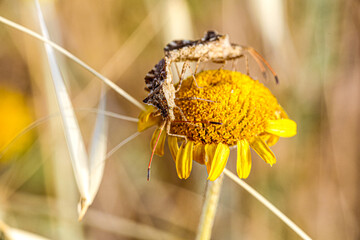 Centrocoris spiniger Bug on yellow flower, macro photo of daisy family plant