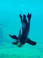 The drowning penguin or cape penguin is the only species of African penguin, flightless bird, penguins swim in the Wroclaw aquarium © Белинская Наталия