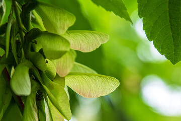 Close-up of green maple seeds in a cluster on a tree