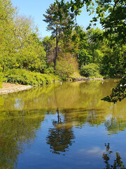 Lake, trees grow around the lake, pine is reflected in the lake, nature