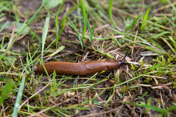 An orange and brown slug eats a plant in a garden