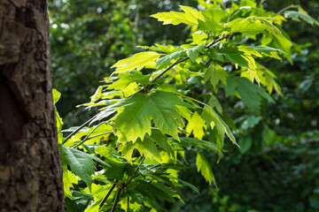 Tree trunk with branch and green maple leaves