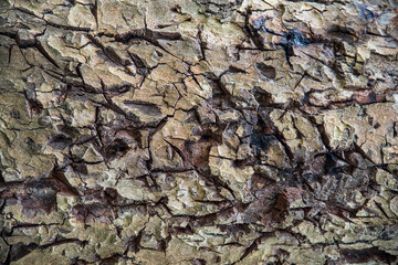 Close-up of the bark of a tree trunk