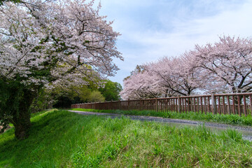 桜並木の遊歩道