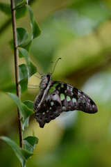 A close-up image of a tailed jay butterfly.
