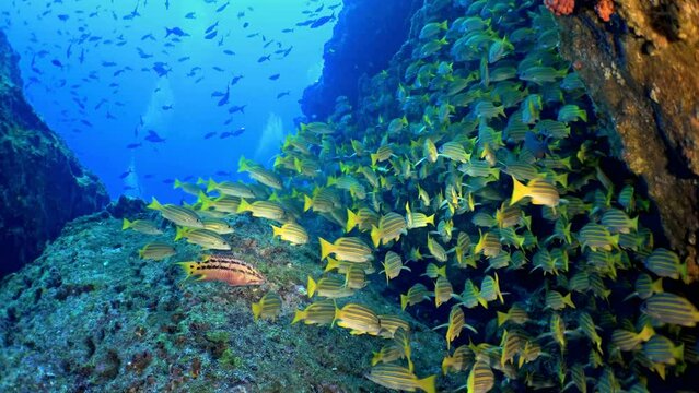 Flourishing underwater realm, densely populated by yellow snapper along a cliff-like rock formation. A vivid tableau of tropical marine life. Cocos Island, Costa Rica.