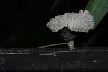 close up of a wild mushroom 