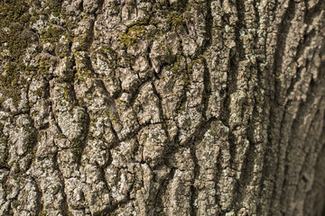 Close-up of tree bark with green moss, brown-gray textured bark