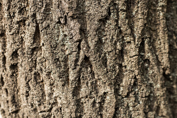 Close-up of tree bark, brown-gray textured bark background