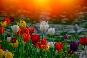 Blurred-looking seagull swimming in the green lake behind the white tulip.