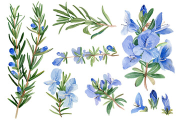 Watercolor rosemary clipart featuring delicate blue flowers and green foliage 