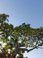 Majestic Tree Canopy Against a Clear Blue Sky