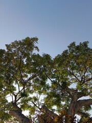 Majestic Tree Canopy Against a Clear Blue Sky