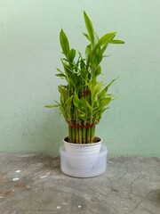 plant in a flowerpot