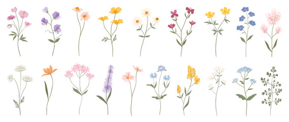 Wild flowers vector collection. Set of floral, leaf, foliage, plant, bloom flower, leaves, herb on white background. Hand drawn detailed botanical of blossom spring for decor, website, graphic, shop.