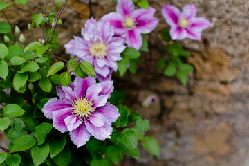 Beautiful pink clematis flower, clematis poseidon, ranunculaceae