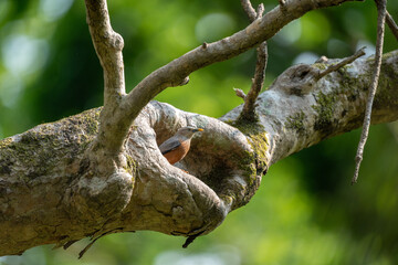 Chestnut-bellied nuthatch perched on a tree branch.