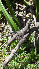 Iguana perched on a tree branch near the grass