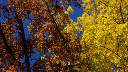 Cluster of tall trees against a blue sky