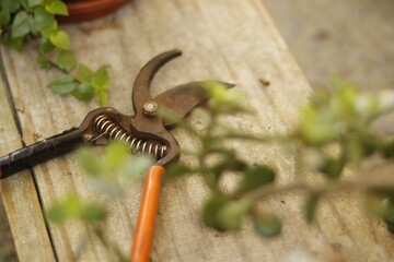 Close-up of a pair of garden shears with a bright green plant resting in the garden