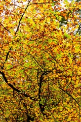 AI generated illustration of a fluffy brown ostrich on a white background