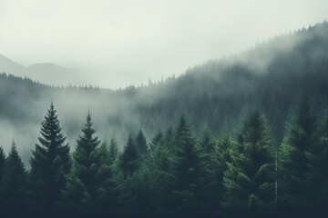 Foggy mountain landscape with forest