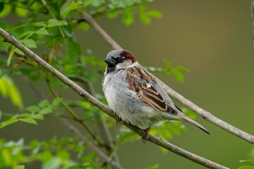 Naklejka premium Closeup of a House Sparrow (Passer domesticus) perched on a tree branch