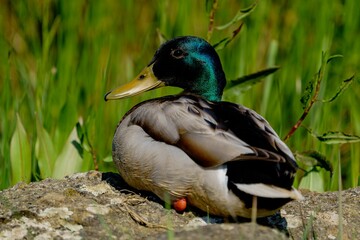 a duck with green feathers standing on a rock and grass