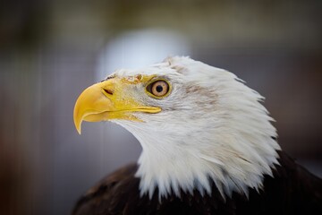 Portrait of a bald eagle in a field with a blurry background
