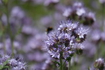 Closeup shot of a purple lacy phacelia plant against a blurred background.