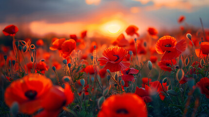 Beautiful flowers of poppies in evening light in natur