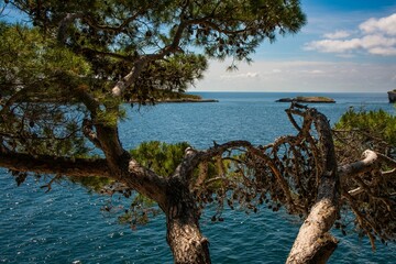 Fototapeta premium Majestic tree stands by the shore of a tranquil sea surrounded by rocky hills